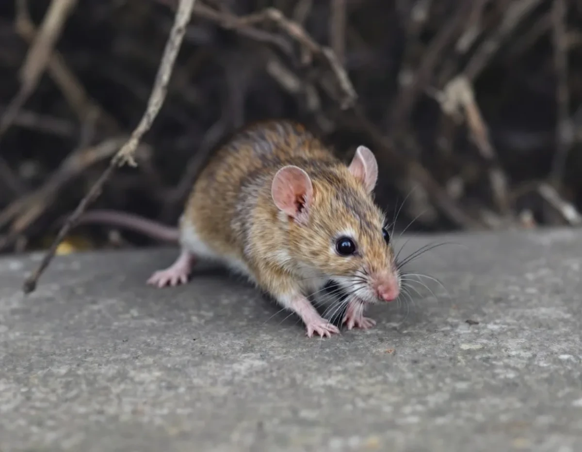 Rats résistants aux poisons : Un défi croissant pour la dératisation urbaine